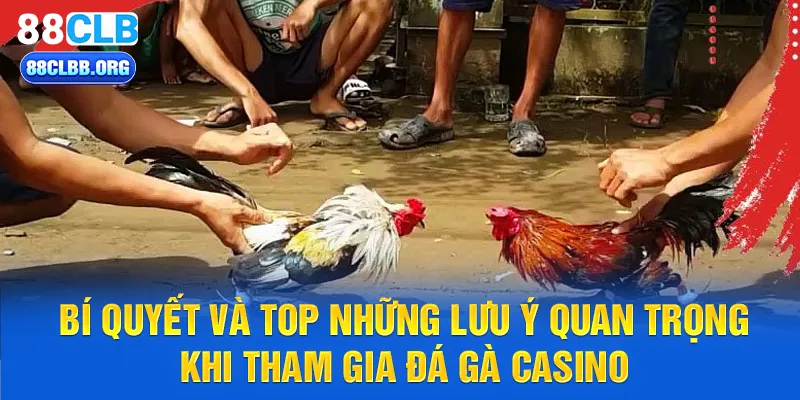 Bí quyết và top những lưu ý quan trọng khi tham gia đá gà casino