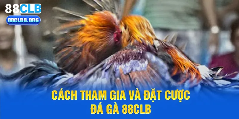 Cách tham gia và đặt cược đá gà 88CLB