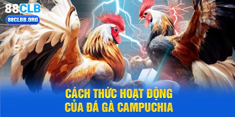 Cách thức hoạt động của đá gà Campuchia