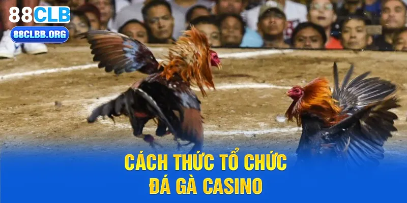 Cách thức tổ chức đá gà casino