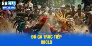 Đá gà trực tiếp