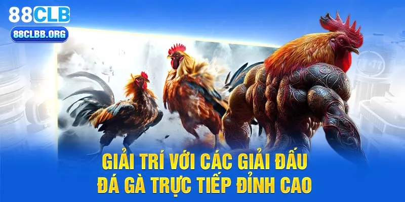 Giải trí với các giải đấu đá gà trực tiếp đỉnh cao