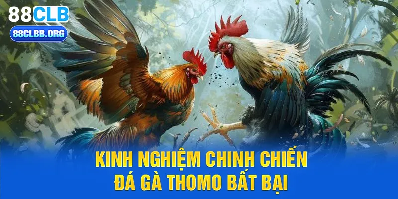 Kinh nghiệm chinh chiến đá gà thomo bất bại