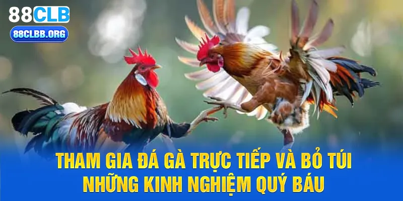 Tham gia đá gà trực tiếp và bỏ túi những kinh nghiệm quý báu